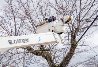 伐採作業の様子